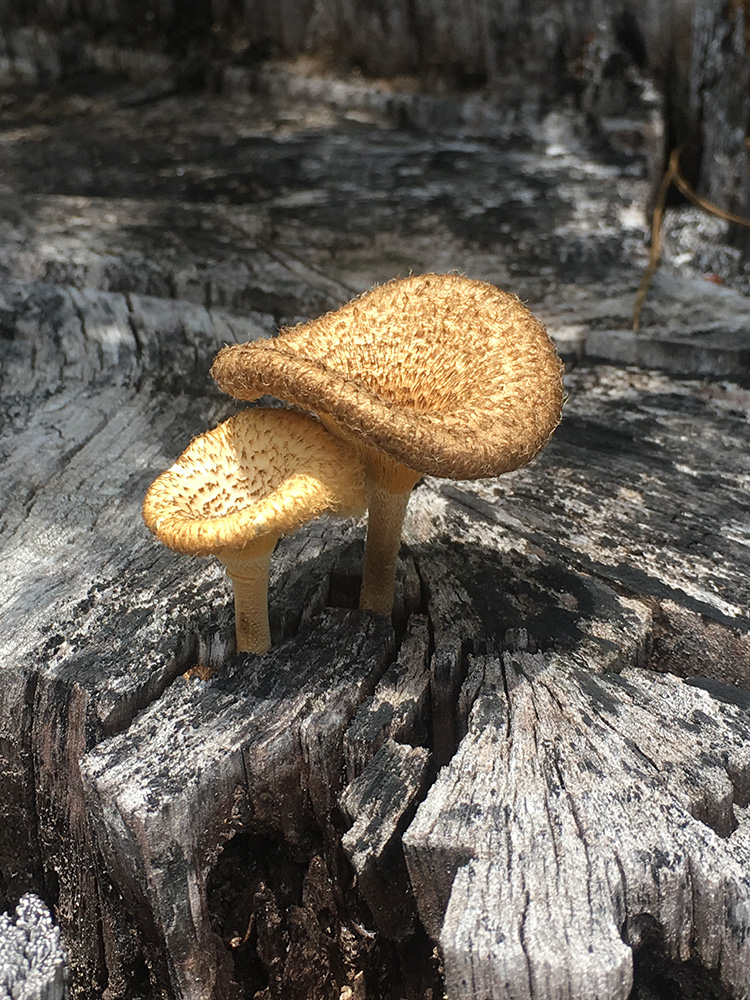 Mushrooms 1