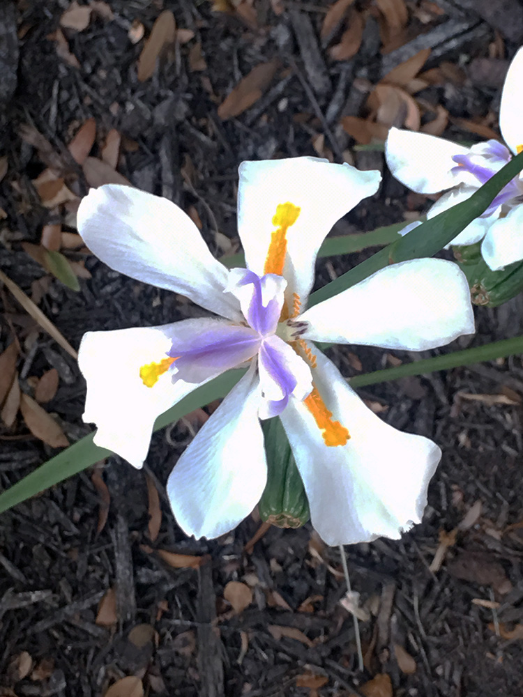 White Orchid 2