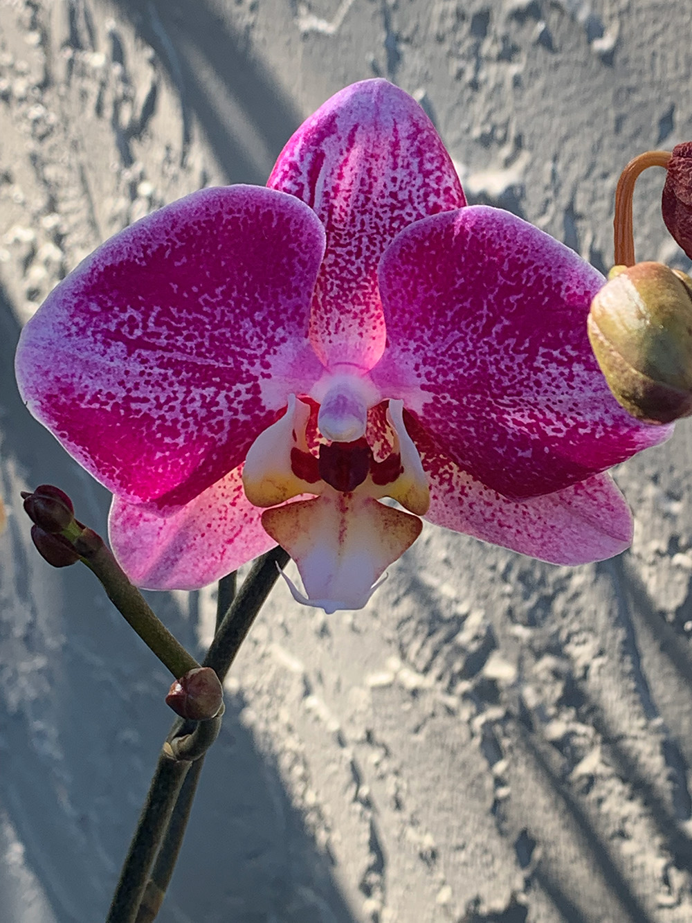purple orchid